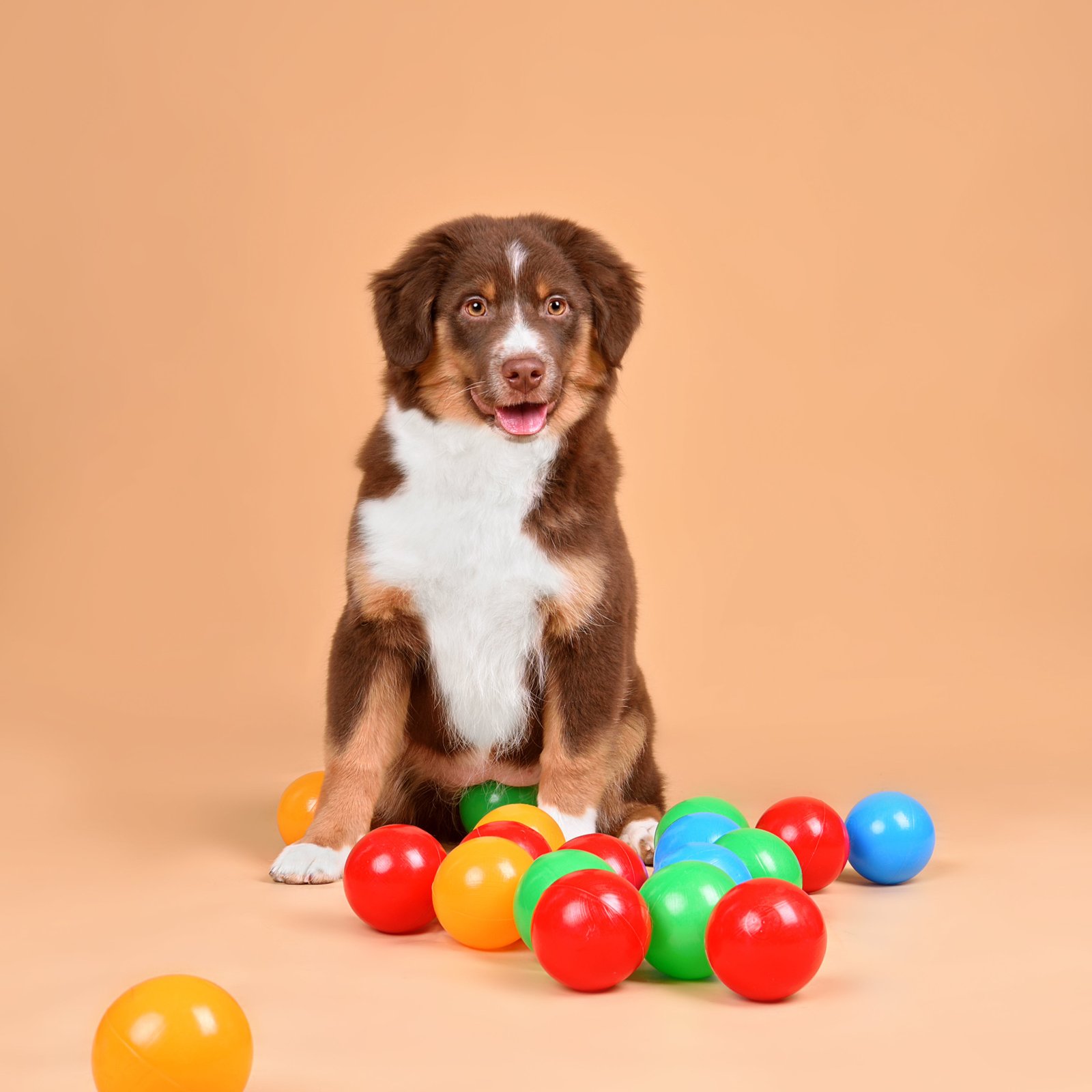 Pet Dreamland